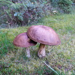 Karl Johan svampe i haven